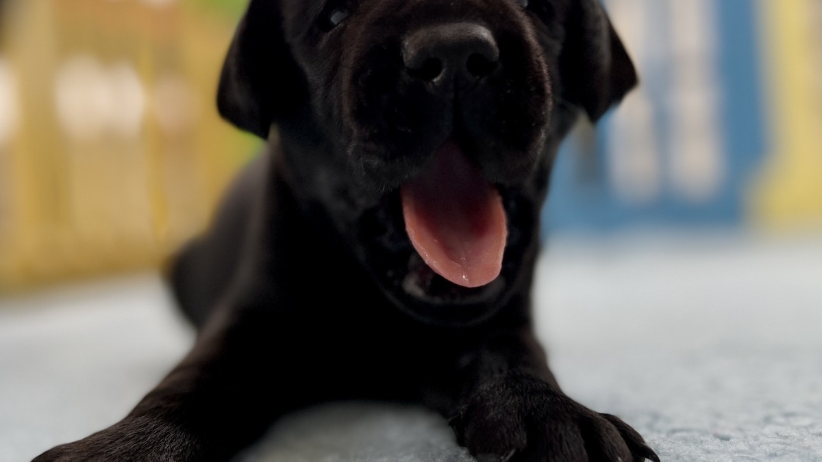Guide Dogs honour Senior-Constable Dave Masters