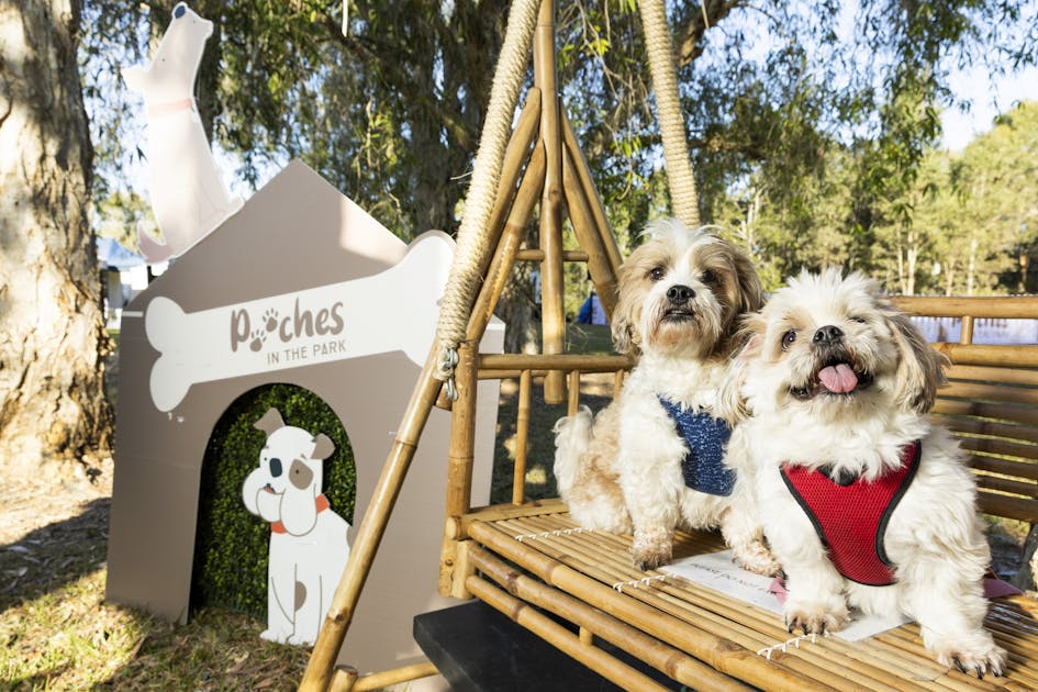Photo gallery Pooches in the Park