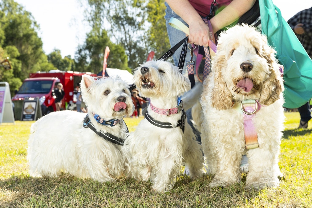 Photo gallery Pooches in the Park