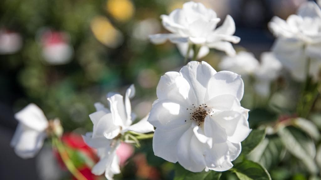 How to Grow Beautiful Roses in South East Queensland