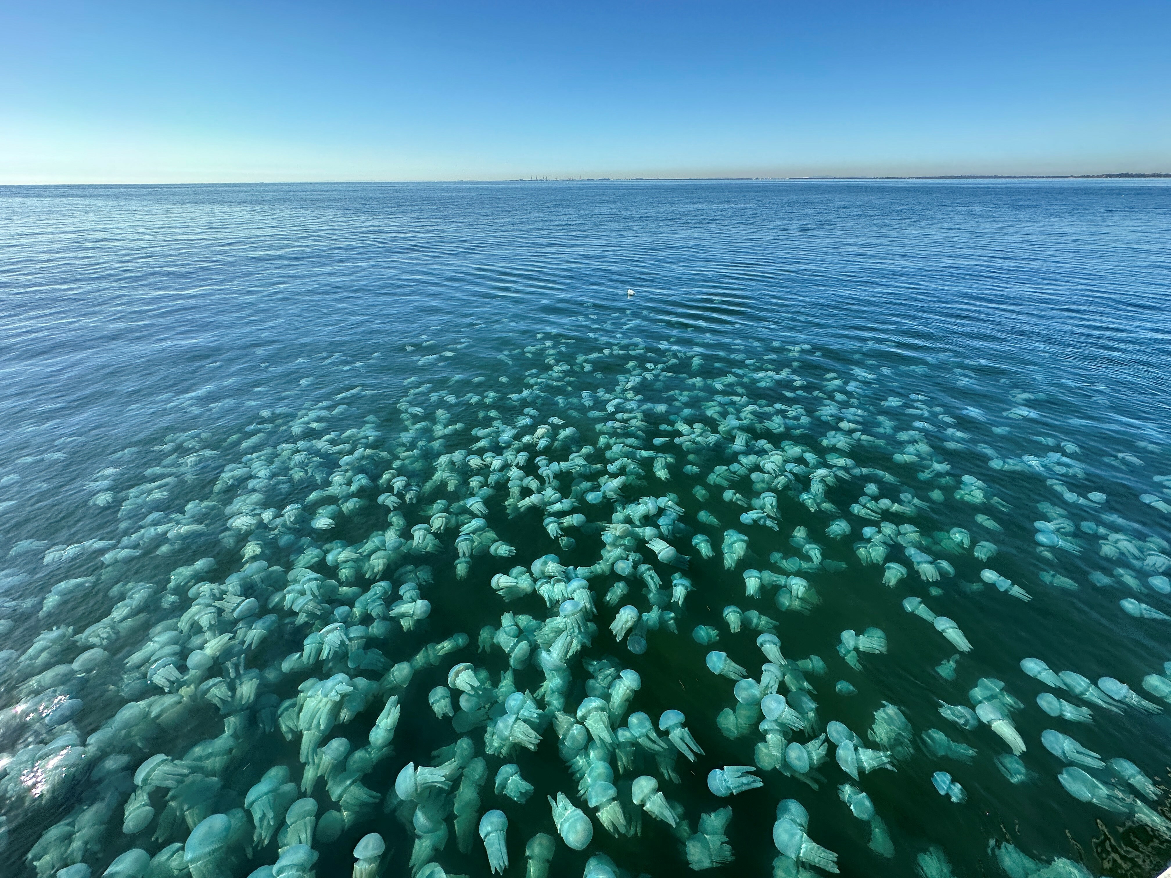 Jellyfish swarm at Woody Point