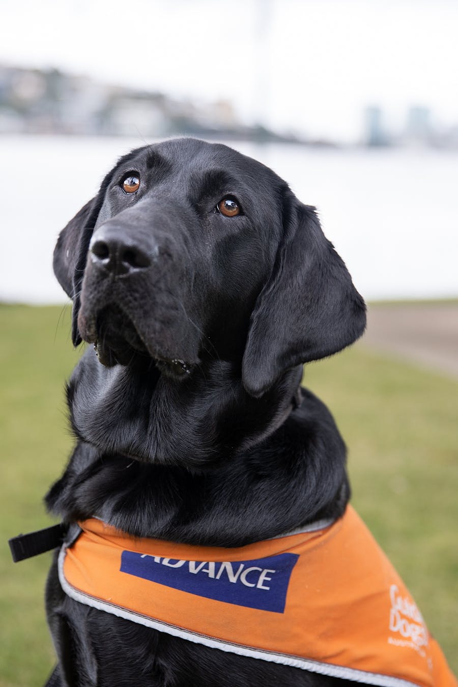 How to interact with Guide Dogs