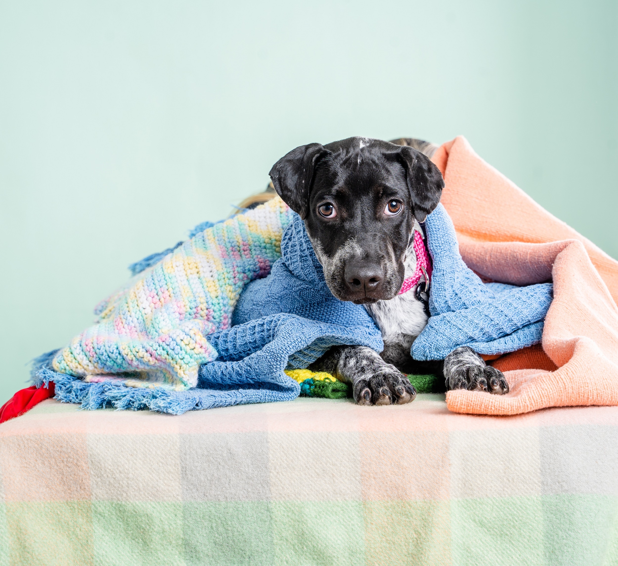 Keep your pets warm this winter